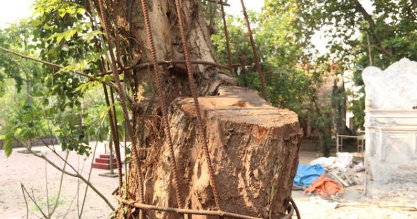 Chi hơn 20 tỷ mua gỗ sưa đỏ, đại gia Bắc Ninh “còng lưng” trả nợ suốt 8 năm