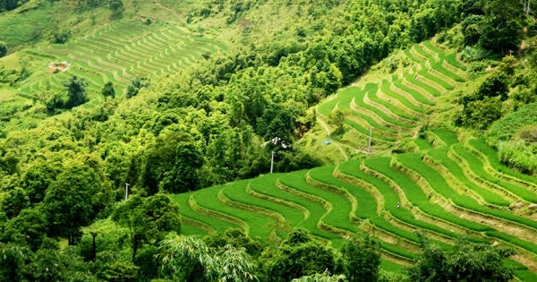 Flycam: Ngắm Hoàng Su Phì lúa vào thì con gái Flycam: Ngắm Hoàng Su Phì lúa vào thì con gái