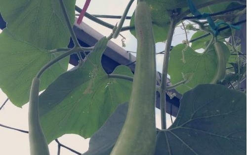 Bà mẹ 8x hài hước kể chuyện trồng rau sạch như 'đi ăn trộm'