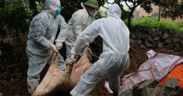 Quảng Ninh: Xuất hiện dịch tả lợn Châu Phi, UBND huyện Vân Đồn chỉ đạo tập trung nhân lực dập dịch