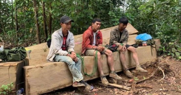 Đắk Lắk: Vây bắt nhóm đối tượng triệt hạ cây rừng trái phép trong đêm
