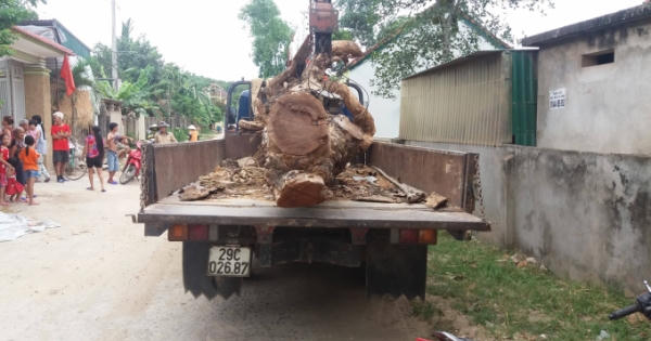 Liều lĩnh lái xe cẩu vào nhà dân để trộm cây mít lớn