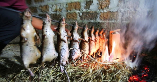 Săn chuột đồng kiếm tiền triệu mỗi ngày ở ngoại thành Hà Nội Săn chuột đồng kiếm tiền triệu mỗi ngày ở ngoại thành Hà Nội