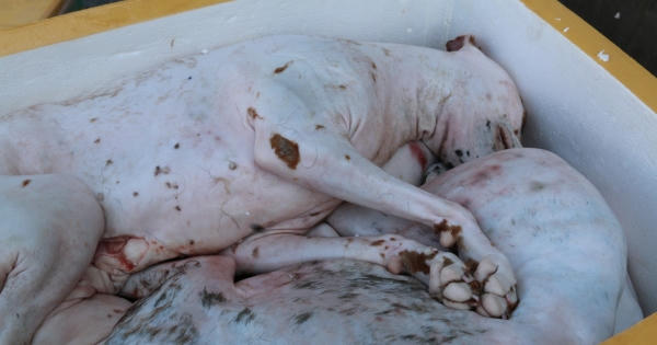 Quảng Bình: Bắt giữ xe ô tô vận chuyển hơn 700kg thịt chó, mèo bốc mùi hôi thối