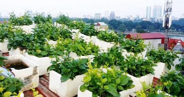"Vườn - ao - chuồng" trên nóc nhà cao tầng giữa lòng Thủ đô