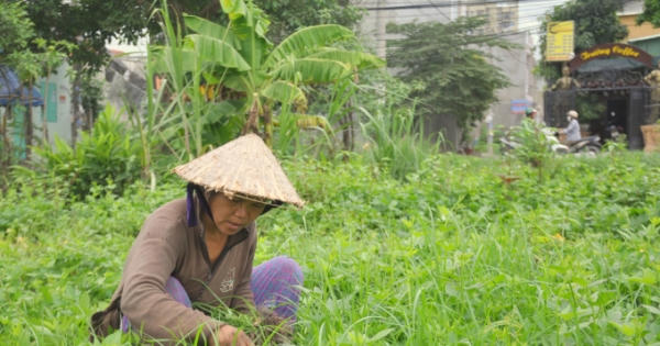 Gia đình nghèo lâm vào bi kịch khi vợ trót mua phải dự án ma của công ty Kingland