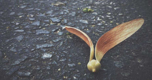 Clip: Những cánh chò nâu bay đầy trên phố Sài Gòn đẹp chẳng khác gì trong phim Clip: Những cánh chò nâu bay đầy trên phố Sài Gòn đẹp chẳng khác gì trong phim