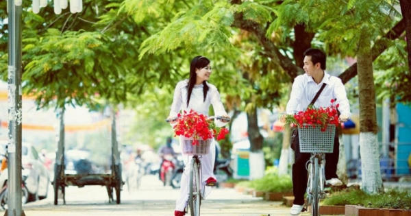 Vì sao trường học lại trồng phượng?