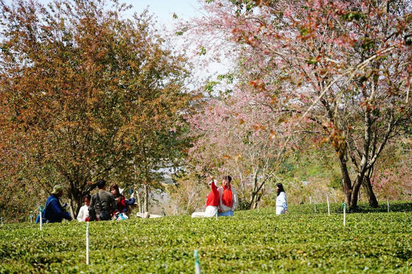 Đà Lạt khai mạc Đường hoa ánh sáng, nghệ thuật mai anh đào