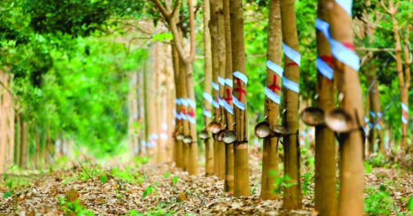 Cao su Đồng Phú - DPR thực hiện dư án kho bãi chậm tiến độ