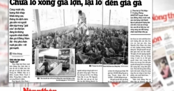 Điểm báo ngày 22/5/2017: Chưa lo xong giá lợn, lại lo đến giá gà