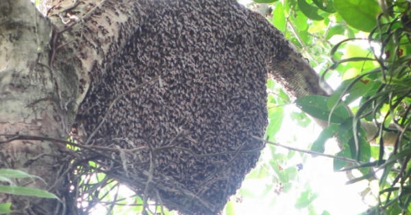 Sang Lào lấy mật ong, người đàn ông bị ong đốt rơi xuống đất tử vong