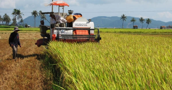 Ký hợp đồng cho máy gặt - Khi những cánh đồng không còn bình yên Ký hợp đồng cho máy gặt - Khi những cánh đồng không còn bình yên