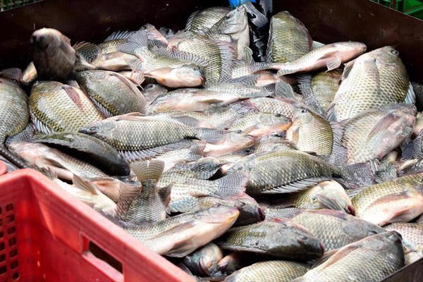Xuất khẩu cá rô phi của Việt Nam đạt hơn 99 triệu USD