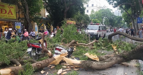 Hà Nội: Cây lớn bất ngờ gãy đổ khiến nhiều người bị thương