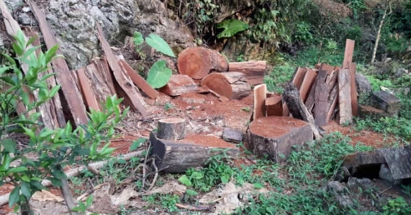 HOT: Thâm nhập đại công trường được lâm tặc dựng lên để ăn cắp gỗ quí tại Na Rì - Bắc Kạn HOT: Thâm nhập đại công trường được lâm tặc dựng lên để ăn cắp gỗ quí tại Na Rì - Bắc Kạn