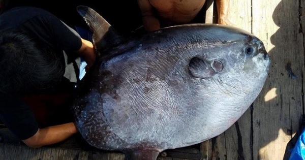 'Chúa tể dòng sông': Những cuộc săn tìm hiếm có trên sông Đà