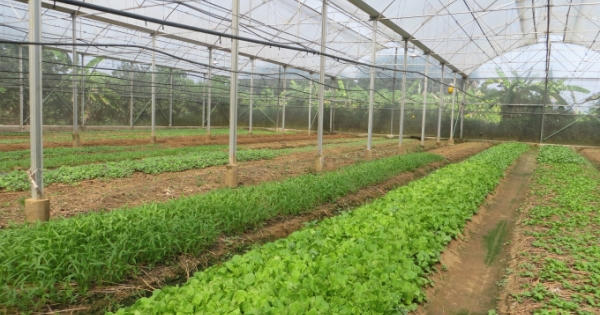 Nở rộ các trang trại nông trại sạch ven Sài Gòn