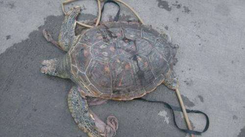 Quảng Ninh: Rùa biển quý hiếm bị rao bán trên quốc lộ
