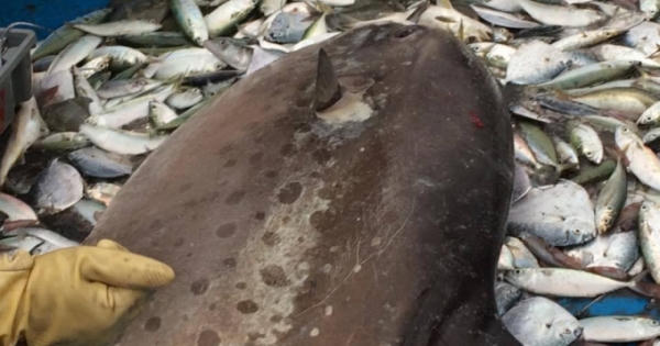 Cá mặt trăng "khủng", dài hơn 2m dính lưới ngư dân Cá mặt trăng "khủng", dài hơn 2m dính lưới ngư dân