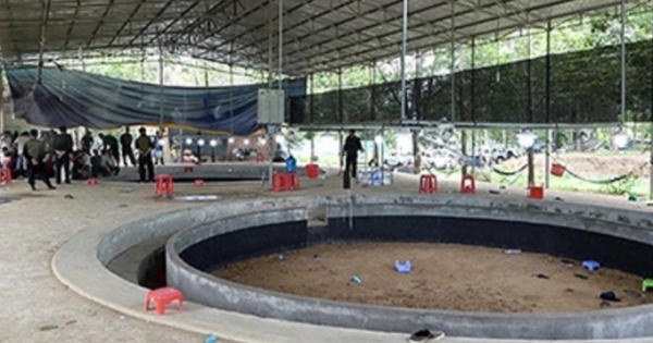 Bắt quả tang hơn 100 người tham gia cá độ đá gà