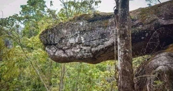 Tìm thấy hang động hình rắn khổng lồ