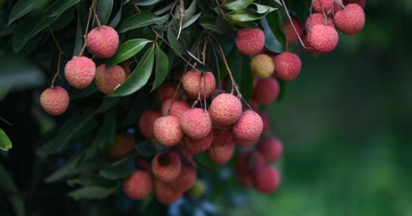 Việt Nam sẽ xuất khẩu 100 tấn vải thiều sang Australia