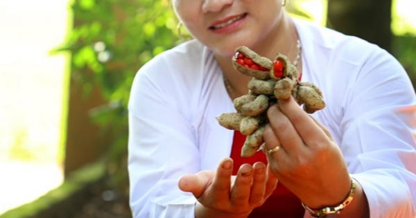 Hòa Bình: Thứ hạt đỏ bán đắt như vàng đã xuất khẩu sang Tây Hòa Bình: Thứ hạt đỏ bán đắt như vàng đã xuất khẩu sang Tây