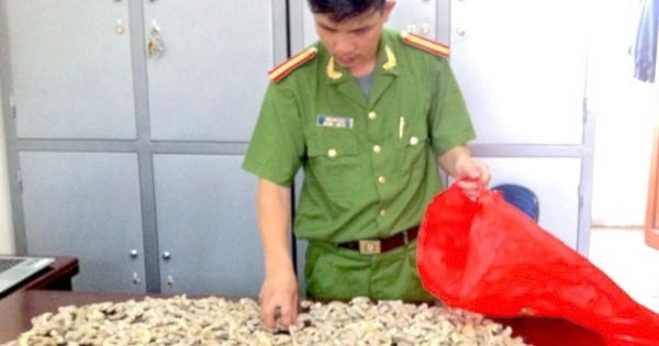 Nghệ An: Tạm giữ đối tượng 9X, thu gần 700 móng vuốt nghi của hổ