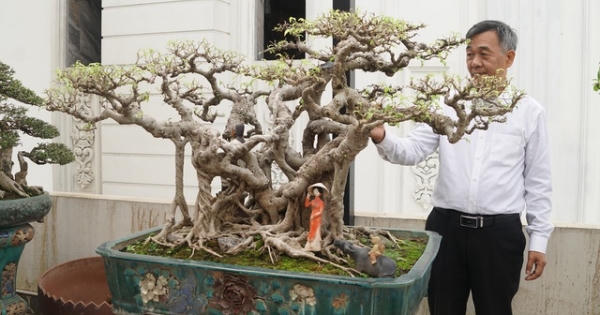 Đại gia chi gần 10 tỷ đồng mua cây cảnh đặt trên sân thượng ngắm mỗi ngày