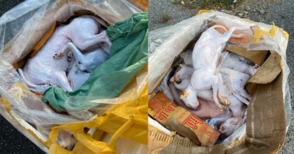 Nghệ An: Kiểm tra xe khách phát hiện hơn 600 kg thịt, nội tạng động vật đã bốc mùi
