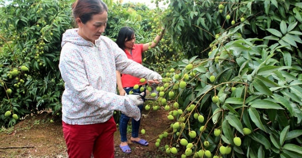 Điểm báo ngày 8/6/2017: Bội thu mùa vải sớm