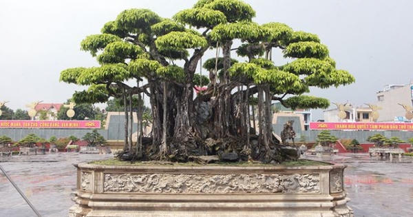 Mạnh tay chi tới 460 tỷ đồng, khách Nhật vẫn không mua nổi "siêu cây"