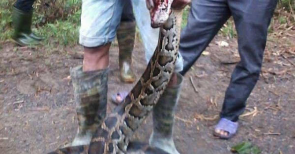 Trăn quý bò lên ruộng mía bị nông dân đánh chết