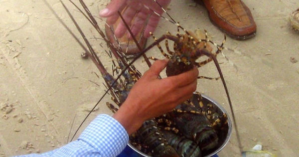 Vụ tôm hùm chết hàng loạt: Người nuôi nghi ngờ do doanh nghiệp xả thải