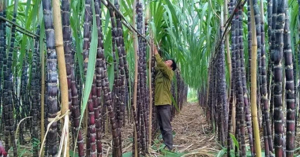 Người dân không còn mặn mà với cây mía?