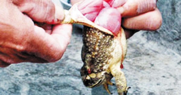 Đắk Lắk: 3 người nhập viện vì ăn thịt cóc