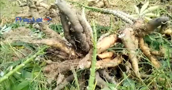 Quảng Nam: Hàng trăm hộ dân lao đao vì sắn mất mùa, rớt giá