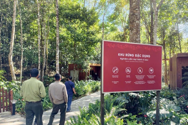 Đầu xuân khám phá “Thần mộc” 2.500 năm tuổi giữa đại ngàn núi Voi, Lâm Đồng