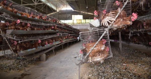 Lâm Đồng: Người dân bức xúc, trại gà trong khu dân cư bốc mùi hôi thối