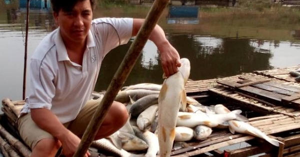 Xử lý nước sông Bưởi ô nhiễm: Để môi trường tự nhiên tự làm sạch