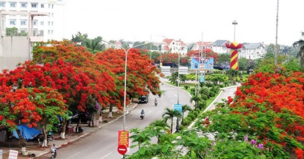 Mãn nhãn con đường hoa phượng đẹp nhất Việt Nam