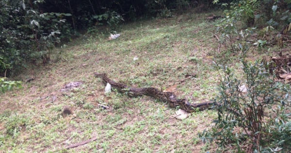 Hà Tĩnh: Bắt được trăn gấm quý hiếm dài đến 3m khi đi thăm đồng