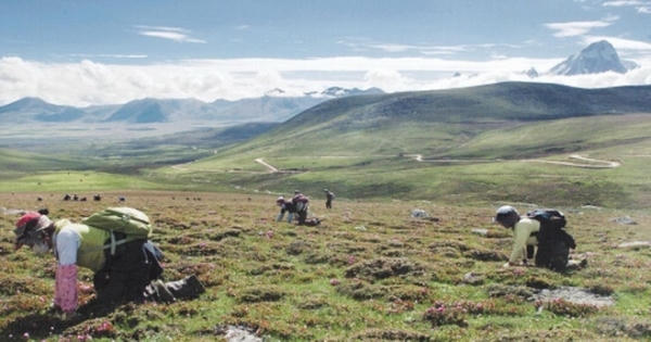 Người dùng Trung Quốc kiện người bán đông trùng hạ thảo Người dùng Trung Quốc kiện người bán đông trùng hạ thảo