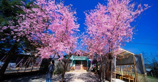 Mai anh đào Đà Lạt nở sớm