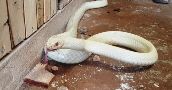 Kỳ lạ rắn bạch tạng mắt xanh, lưỡi đỏ ở Ninh Bình