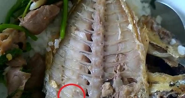 Vụ dòi trong cá tại KTX ĐHQG TP HCM: Chủ quán cơm dùng cá thừa hôm trước bán? Vụ dòi trong cá tại KTX ĐHQG TP HCM: Chủ quán cơm dùng cá thừa hôm trước bán?