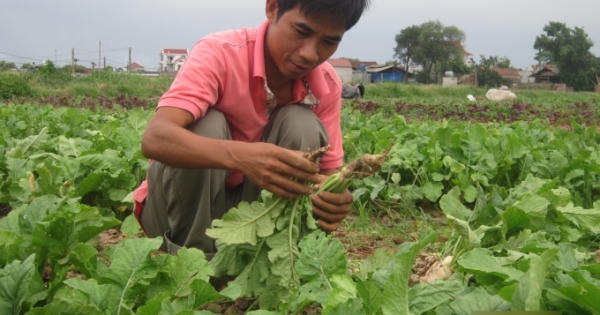 Về ngắm "rừng" rau sạch Tiền Yên, Hoài Đức