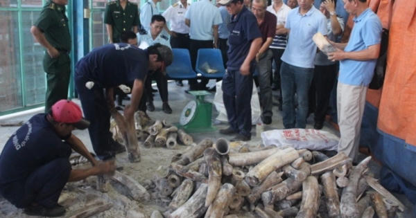 Thêm một vụ buôn lậu ngà voi tại cảng Cát Lái