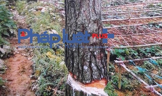 Kỳ 5 - Vụ phá rừng khôn khéo ở Vĩnh Phúc: Lập Đoàn Thanh tra theo nội dung báo Pháp Luật Việt Nam phản ánh